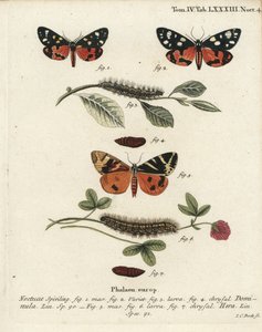 Callimorpha dominula 1-4, e Euplagia quadripunctaria 5-7. Incisione a mano colorata su rame di Johann Carl Bock dopo Die Schmetterlinge in Abbildungen nach della Natur di Eugenius Johann Christoph Esper, Erlangen da Johann Carl Bock