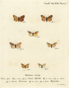 Falena Setina aurita, falena della rugiada, Setina irrorella, e falena Setina roscida. Incisione a mano colorata su rame di Johann Carl Bock dopo Die Schmetterlinge in Abbildungen nach der Natur di Eugenius Johann Christoph Esper, Erlangen da Johann Carl Bock