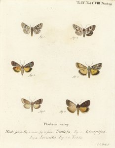 Trifoglio maculato, Schinia scutosa, Epilecta linogrisea, Guernsey sottoala, Polyphaenis sericata, e sottoala di paglia, Thalpophila matura. Incisione a mano colorata su rame di Johann Carl Bock dopo Die Schmetterlinge di Eugenius Johann Christoph Esper da Johann Carl Bock