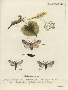 Falena Sprawler, Asteroscopus sphinx da Johann Carl Bock