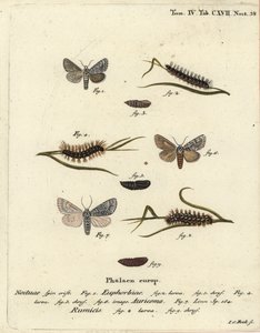 Falena del mirto dolce, Acronicta euphorbiae 1-5, pugnale raro, Acronicta auricoma 6, e falena dell