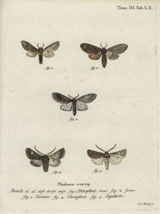 Prominente a tre gobbe, falena oliva e falena rapa da Johann Carl Bock