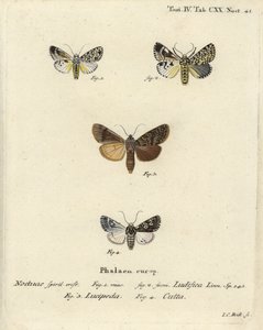 Trichosea ludifica 1,2, Rhyacia lucipeta 3, e Lamprosticta culta 4. Incisione a mano colorata su rame di Johann Carl Bock dopo Die Schmetterlinge in Abbildungen nach der Natur di Eugenius Johann Christoph Esper, Erlangen da Johann Carl Bock