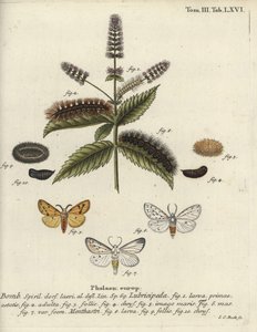 Ermellino bianco, Spilosoma lubricipeda da Johann Carl Bock