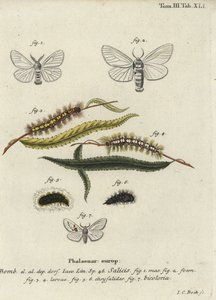 Falene di raso bianco e prominente bianco da Johann Carl Bock