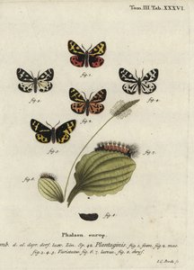 Falena tigre del legno, Parasemia plantaginis da Johann Carl Bock