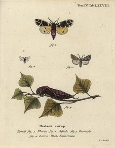 Falena tigre gialla, larva di ermellino bianco, ecc.