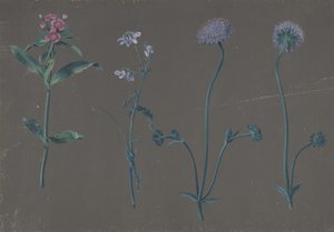 Studio di tre fiori, 1781 da Johann Christian August Birnbaum