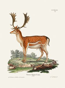 Il daino europeo  di Johann Christian Daniel von Schreber. da Johann Christian Daniel Von Schreber