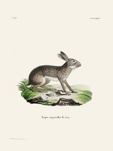 «La lepre indiana» di Johann Christian Daniel von Schreber. da Johann Christian Daniel Von Schreber