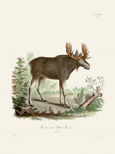 Moose di Johann Christian Daniel von Schreber. da Johann Christian Daniel Von Schreber