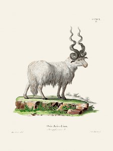 Ovis Aries di Johann Andreas Wagener e Johann Christian Daniel Von Schreber. da Johann Christian Daniel Von Schreber