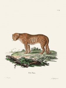 Panther di Johann Christian Daniel von Schreber. da Johann Christian Daniel Von Schreber
