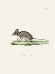 Consiglio di Johann Christian Daniel von Schreber da Johann Christian Daniel Von Schreber