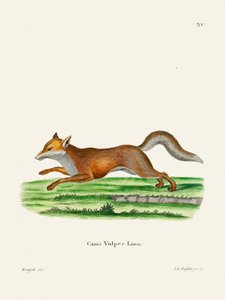 Red Fox di Johann Christian Daniel von Schreber. da Johann Christian Daniel Von Schreber