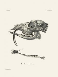 Il cervo muschiato siberiano, di Johann Andreas Wagener e Johann Christian Daniel Von Schreber. da Johann Christian Daniel Von Schreber