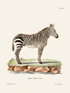 Zebra tratta da *I mammiferi* (1778-1855) di Johann Christian Daniel von Schreber. da Johann Christian Daniel Von Schreber