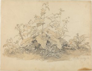 Piante Selvatiche vicino a Birstein da Johann Christian Heerdt