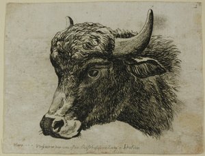Testa di bufalo rivolta a sinistra, da Die Zweite Thierfolge da Johann Christian Reinhart