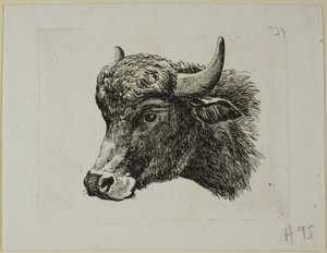 Testa di bufalo rivolta a sinistra, da Die Zweite Thierfolge da Johann Christian Reinhart