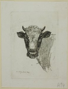 Testa di un giovane toro, da Die Zweite Thierfolge