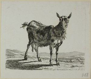 Capra in piedi, da Die Zweite Thierfolge da Johann Christian Reinhart