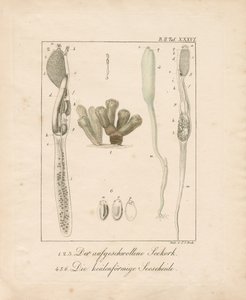  da Johann Christoph Bock