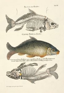  da Johann Daniel Meyer