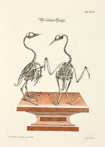  da Johann Daniel Meyer