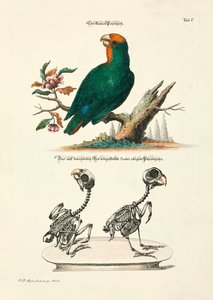  da Johann Daniel Meyer