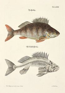  da Johann Daniel Meyer