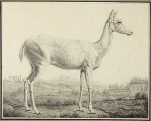  da Johann Elias Ridinger