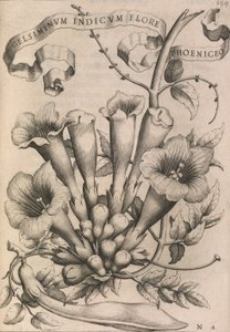 Gelsomino Indiano con Fiore Rosso