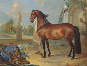 Il cavallo baio 