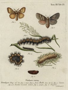 Falena della volpe, Macrothylacia rubi da Johann Georg Klinger