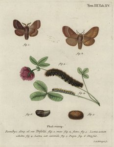 Falena dell