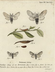 Falena minore del gatto, Cerura erminea da Johann Georg Klinger