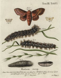 Falena del muslin footman e falena dell