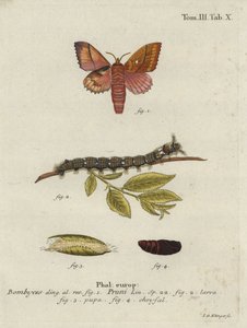 Falena Odonestis pruni da Johann Georg Klinger