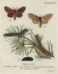 Falena del pino, Dendrolimus pini da Johann Georg Klinger