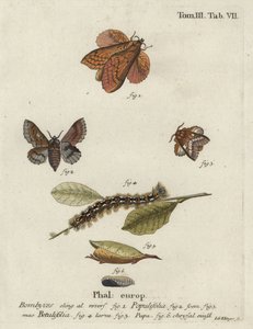 Falena del lappet del pioppo e piccola falena del lappet da Johann Georg Klinger