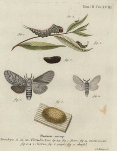 Falena Puss, Cerura vinula da Johann Georg Klinger