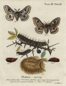 Falena imperatore del prugnolo, Saturnia spini da Johann Georg Klinger