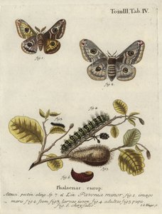 Immagine sconosciuta da Johann Georg Klinger