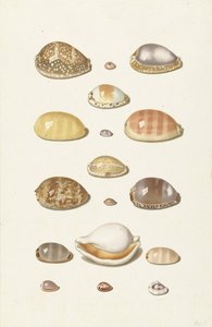 Conchiglie di ciprea da Johann Gustav Hoch