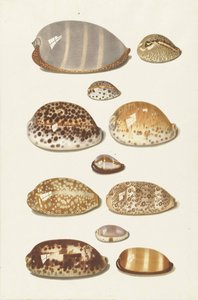 Undici grandi e piccole conchiglie tropicali di cauri da Johann Gustav Hoch