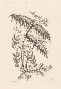 Foglie con forme a corno da Johann Heinrich  Hess