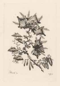 Fiori a forma di aquilone da Johann Heinrich  Hess