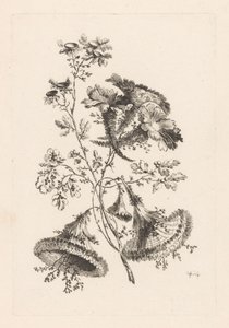 Fiori triangolari da Johann Heinrich  Hess
