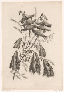 Fiori a forma di parasole da Johann Heinrich  Hess